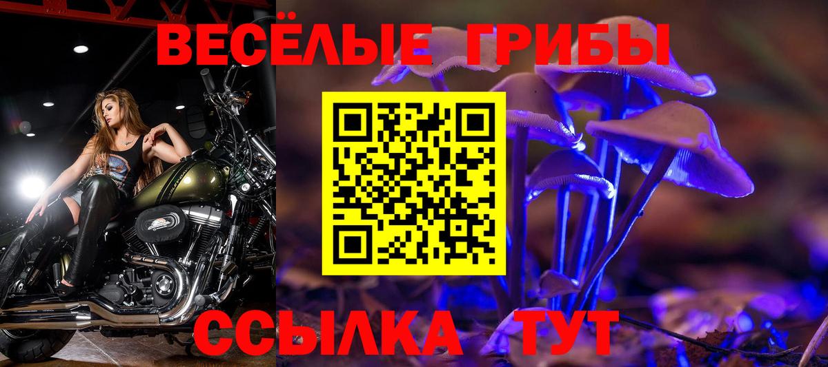 Галлюциногенные грибы Psilocybe Сердобск